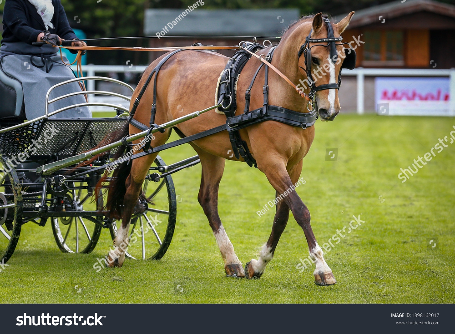 stock-photo-horse-ponies-coach-horses-hooked-in-front-of-the-coach-in-a-driving-competition-1398162017